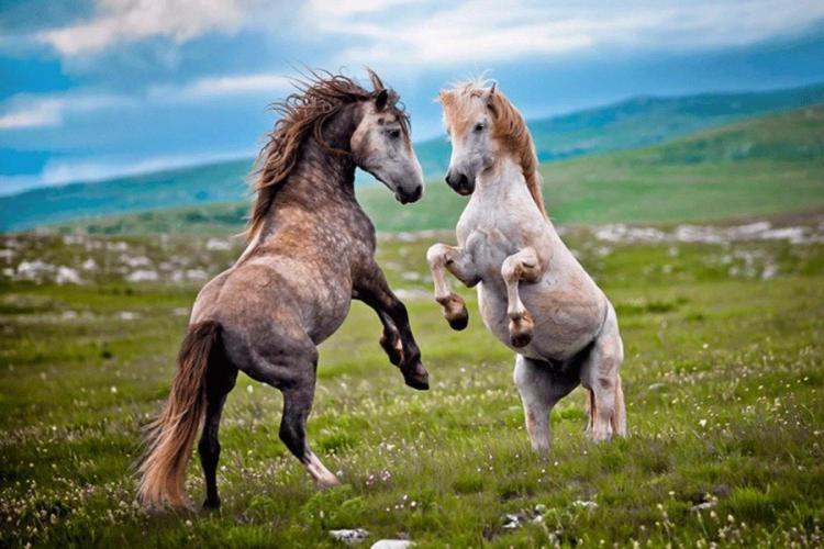 Apartman Potok Livno Dış mekan fotoğraf